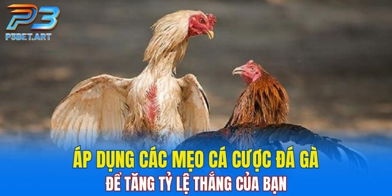 Áp dụng các mẹo cá cược đá gà để tăng tỷ lệ thắng của bạn