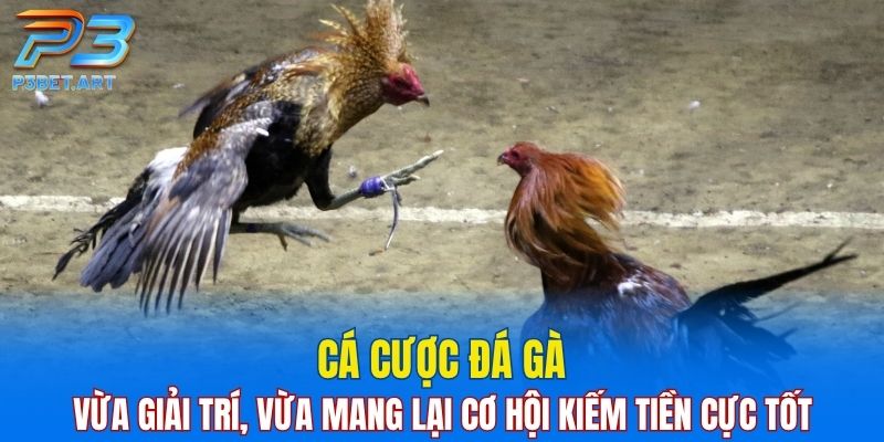 Cá cược đá gà vừa giải trí, vừa mang lại cơ hội kiếm tiền cực tốt