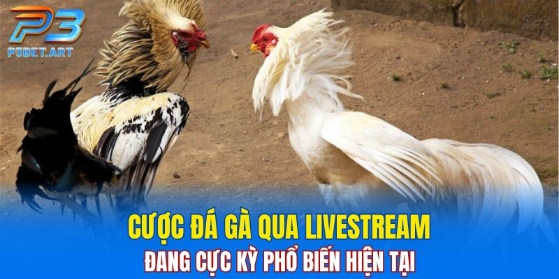 Cược đá gà qua livestream đang cực kỳ phổ biến hiện tại