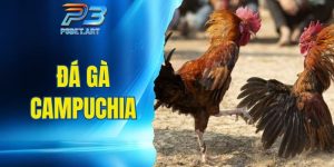 đá gà Campuchia