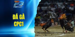 gà đá CPC1