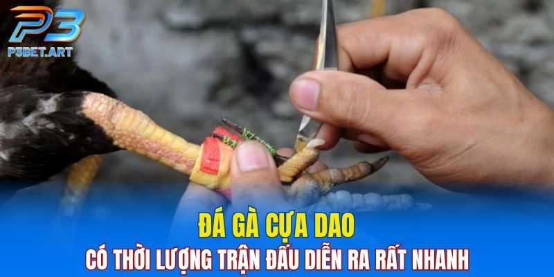 Đá gà cựa dao có thời lượng trận đấu diễn ra rất nhanh