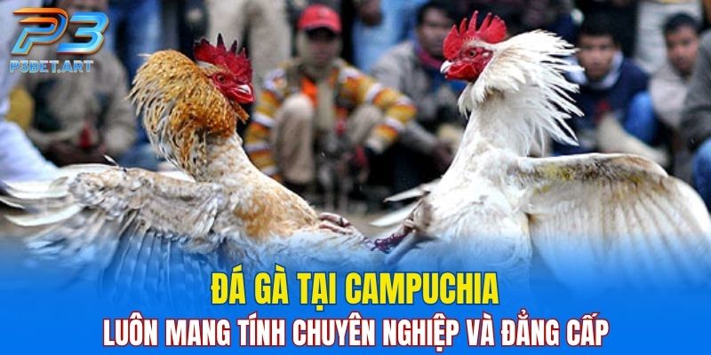 Đá gà tại Campuchia luôn mang tính chuyên nghiệp và đẳng cấp