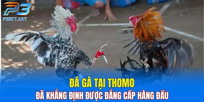 Đá gà tại Thomo đã khẳng định được đẳng cấp hàng đầu