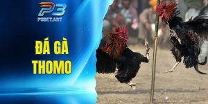 đá gà Thomo