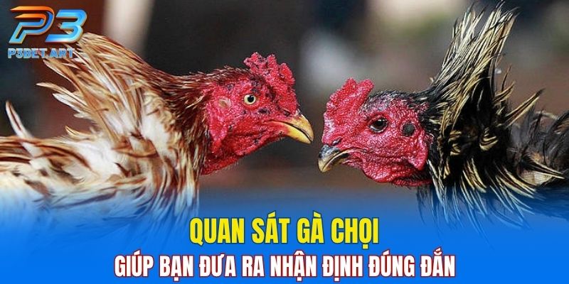 Quan sát gà chọi giúp bạn đưa ra nhận định đúng đắn