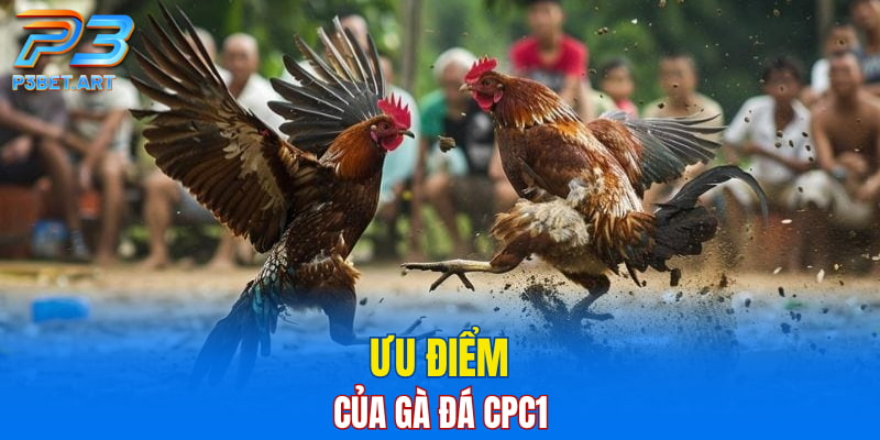 Ưu điểm của gà đá CPC1